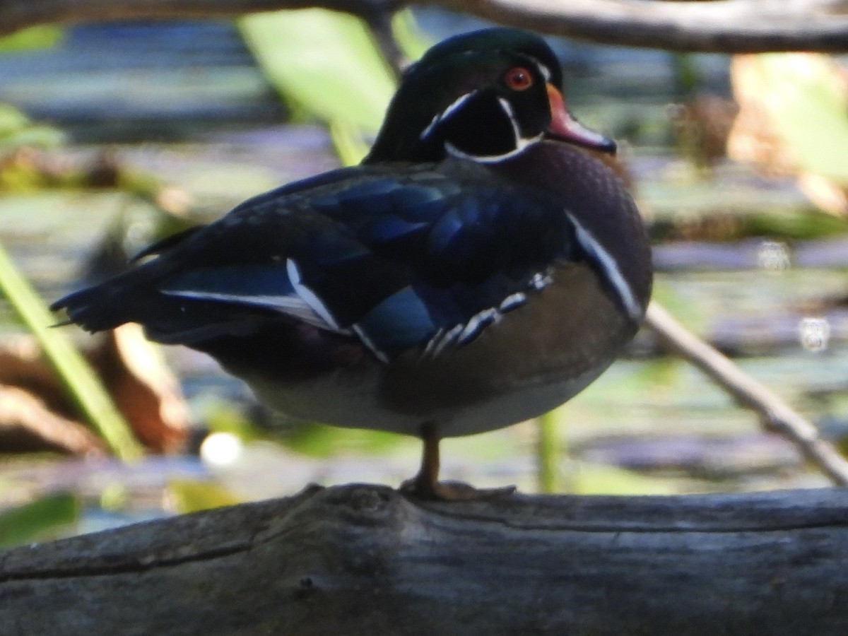 Wood Duck - ML608679892