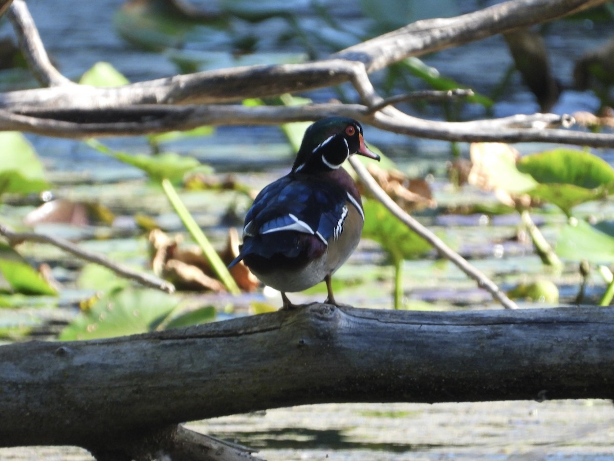 Wood Duck - ML608679893