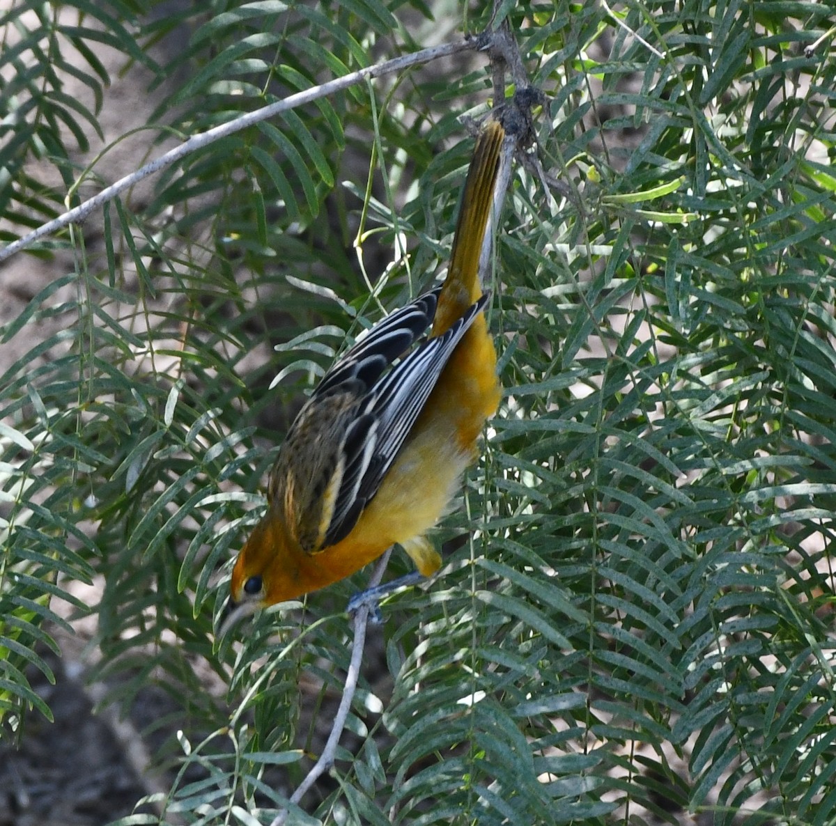 Baltimore Oriole - ML608679913
