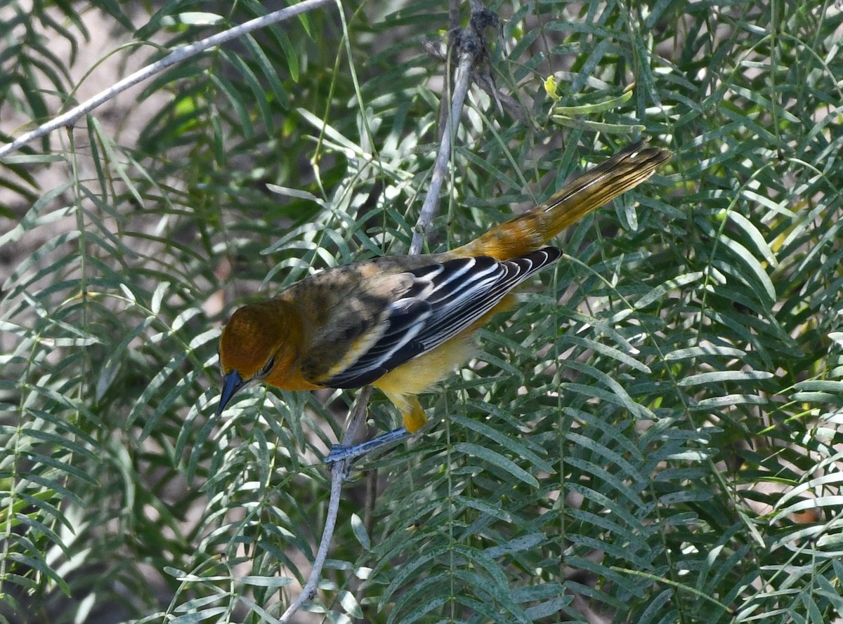 Baltimore Oriole - ML608679914