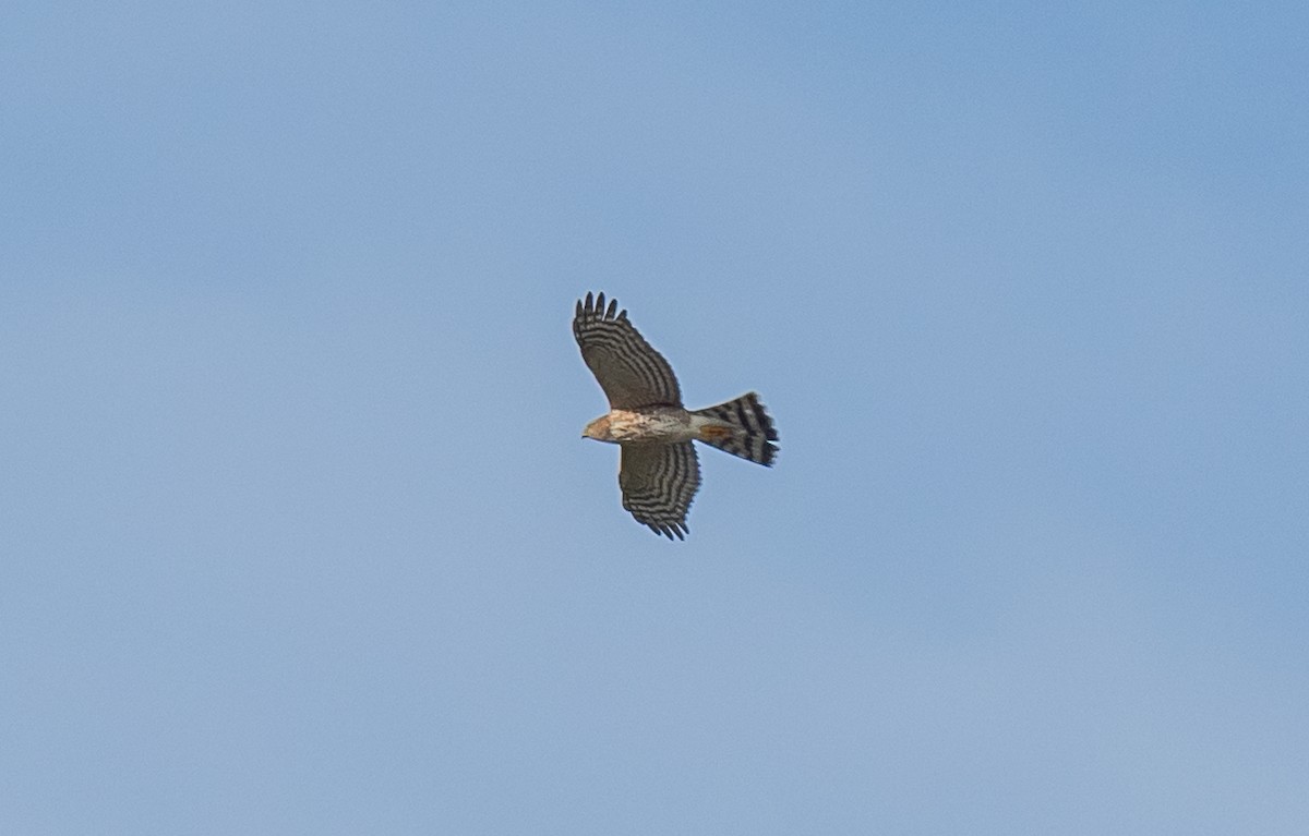 Cooper's Hawk - ismael chavez