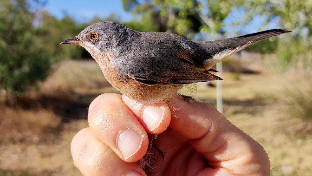 Western Subalpine Warbler - ML608680199