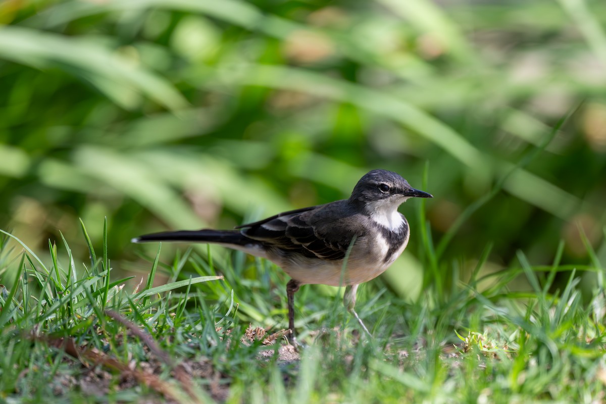 Cape Wagtail - ML608680205