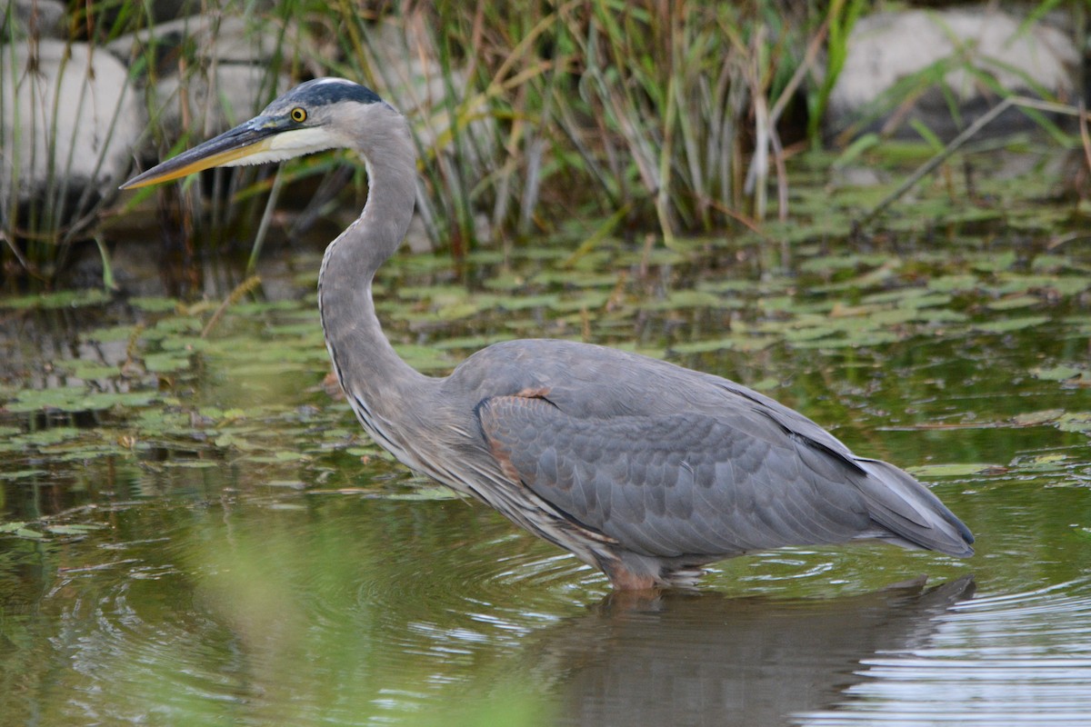 Great Blue Heron - ML608680375