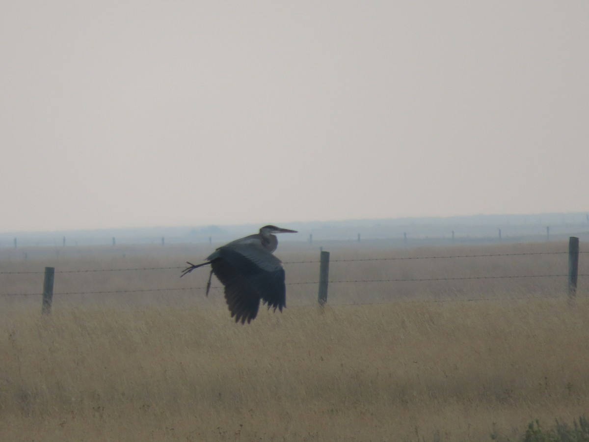 Great Blue Heron - ML608680388