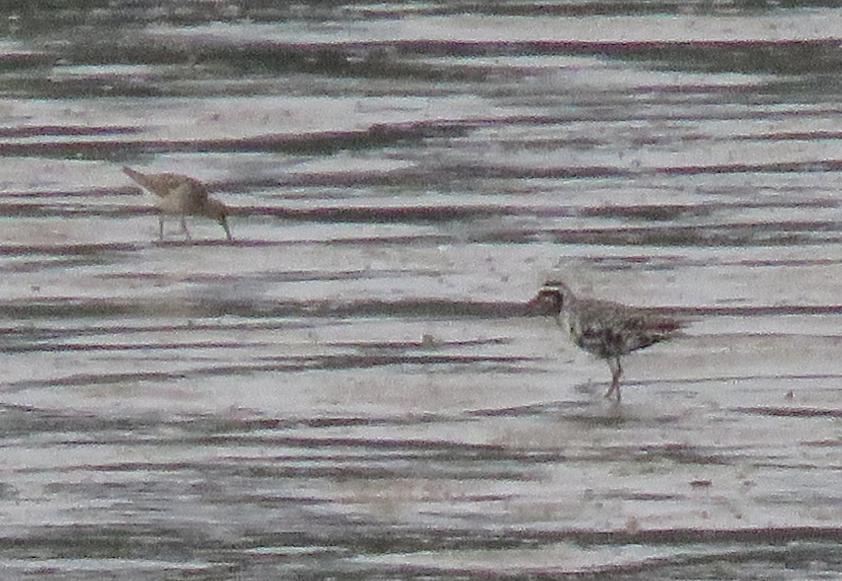 American Golden-Plover - ML608680449