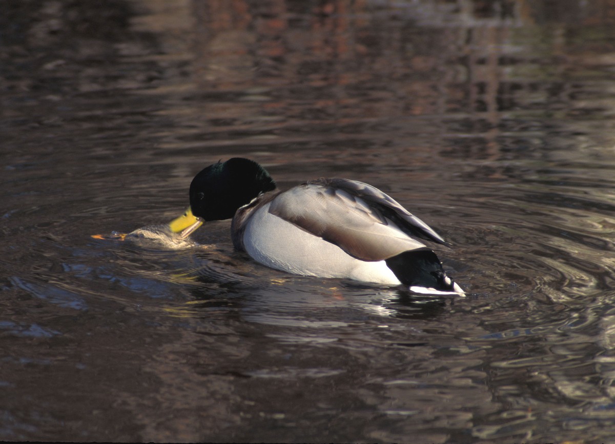 Mallard - marvin hyett