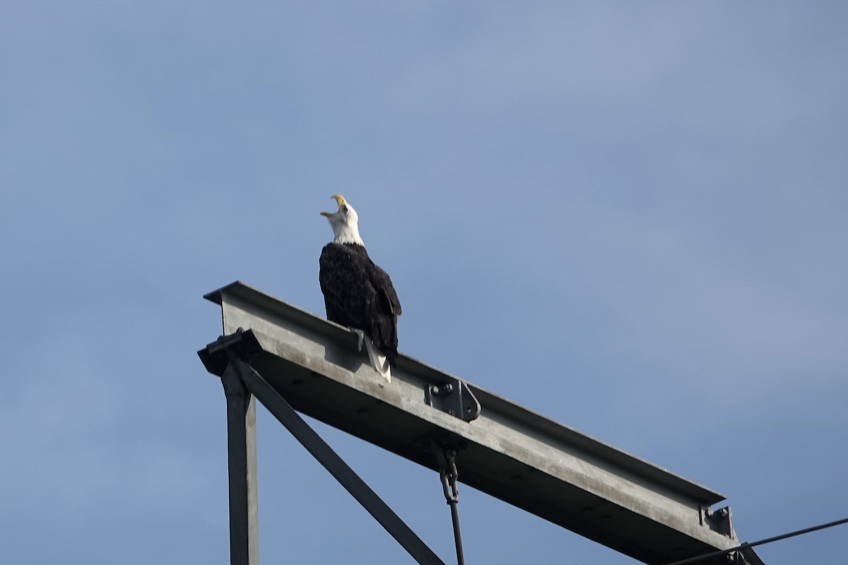 Bald Eagle - ML608680621