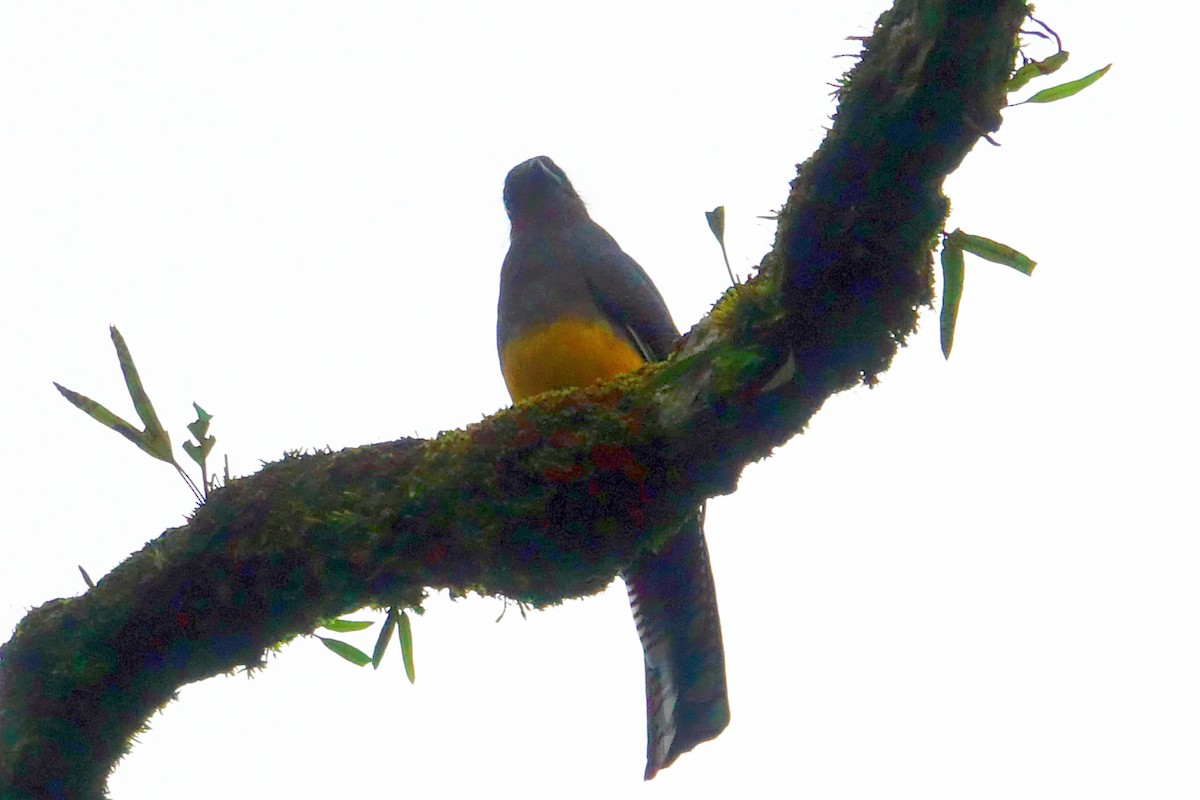 Green-backed Trogon - ML608680670