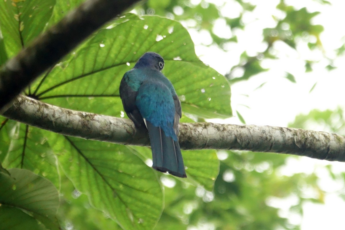 Green-backed Trogon - ML608680694