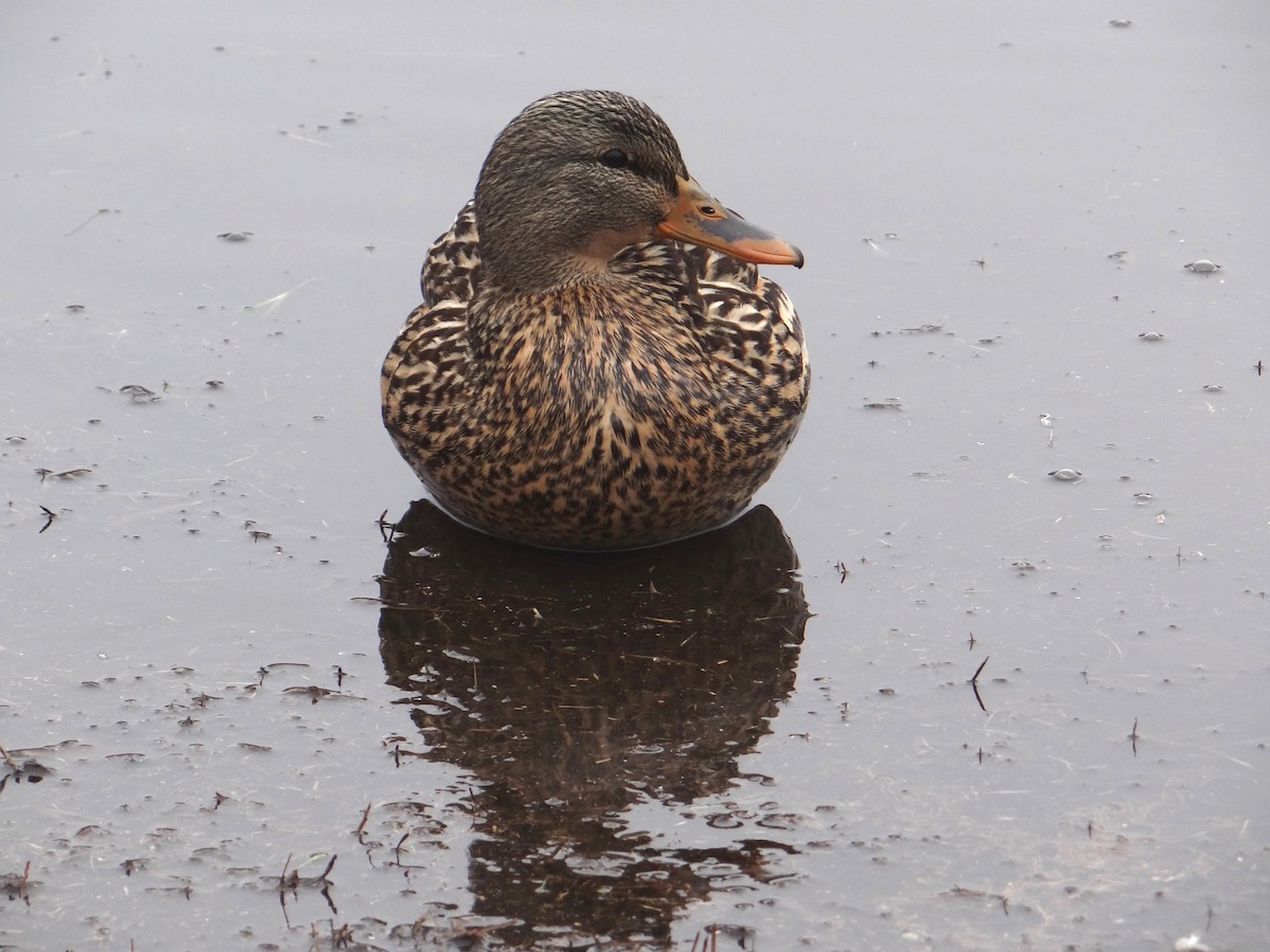 Mallard - marvin hyett