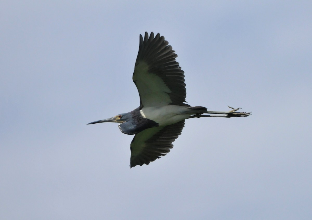 Tricolored Heron - ML608680849