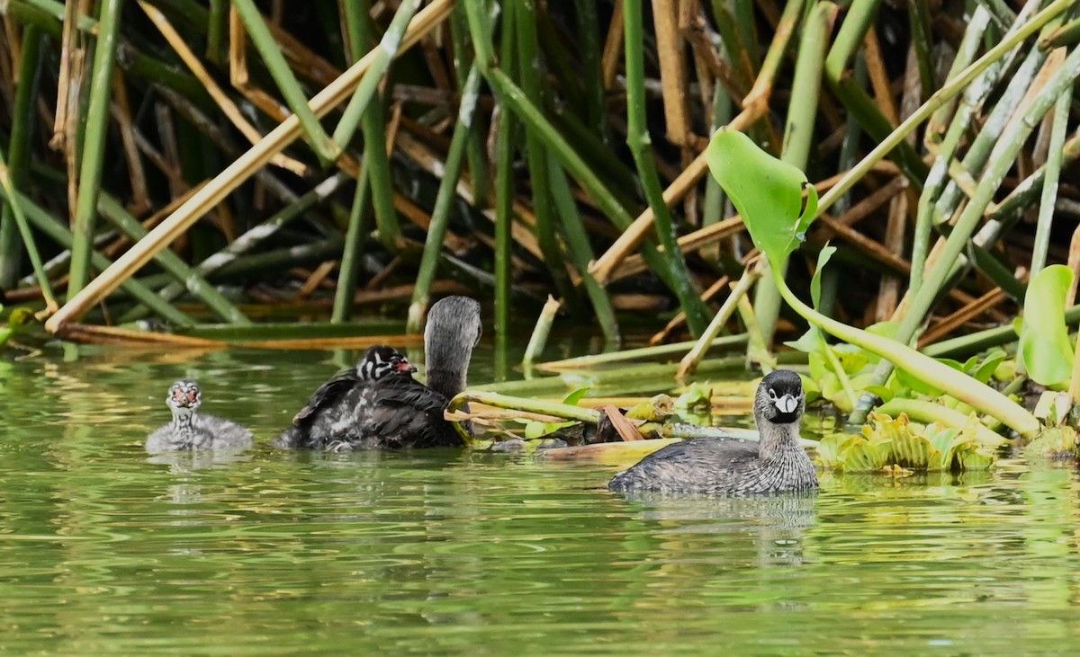 Pied-billed Grebe - ML608681100