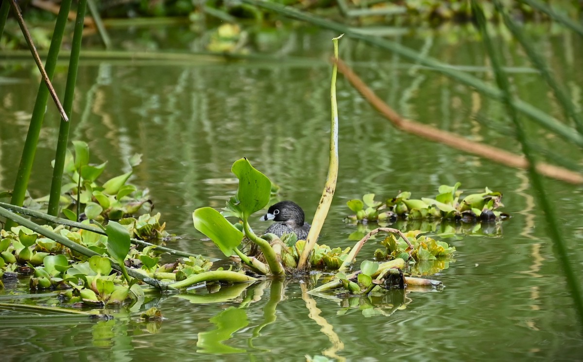 Pied-billed Grebe - ML608681101