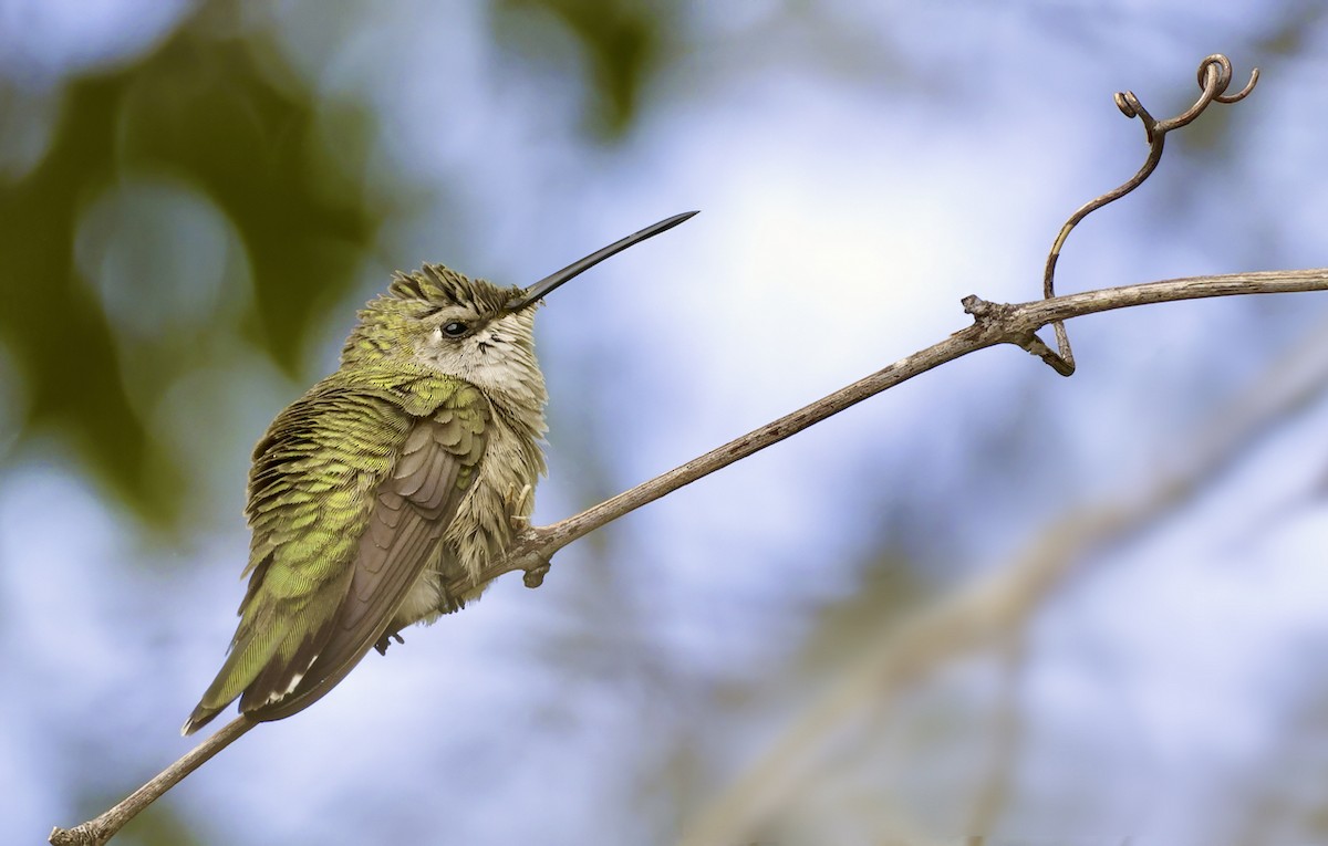Black-chinned Hummingbird - ML608681158