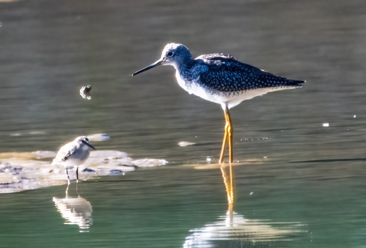 Greater Yellowlegs - Gregg Petersen