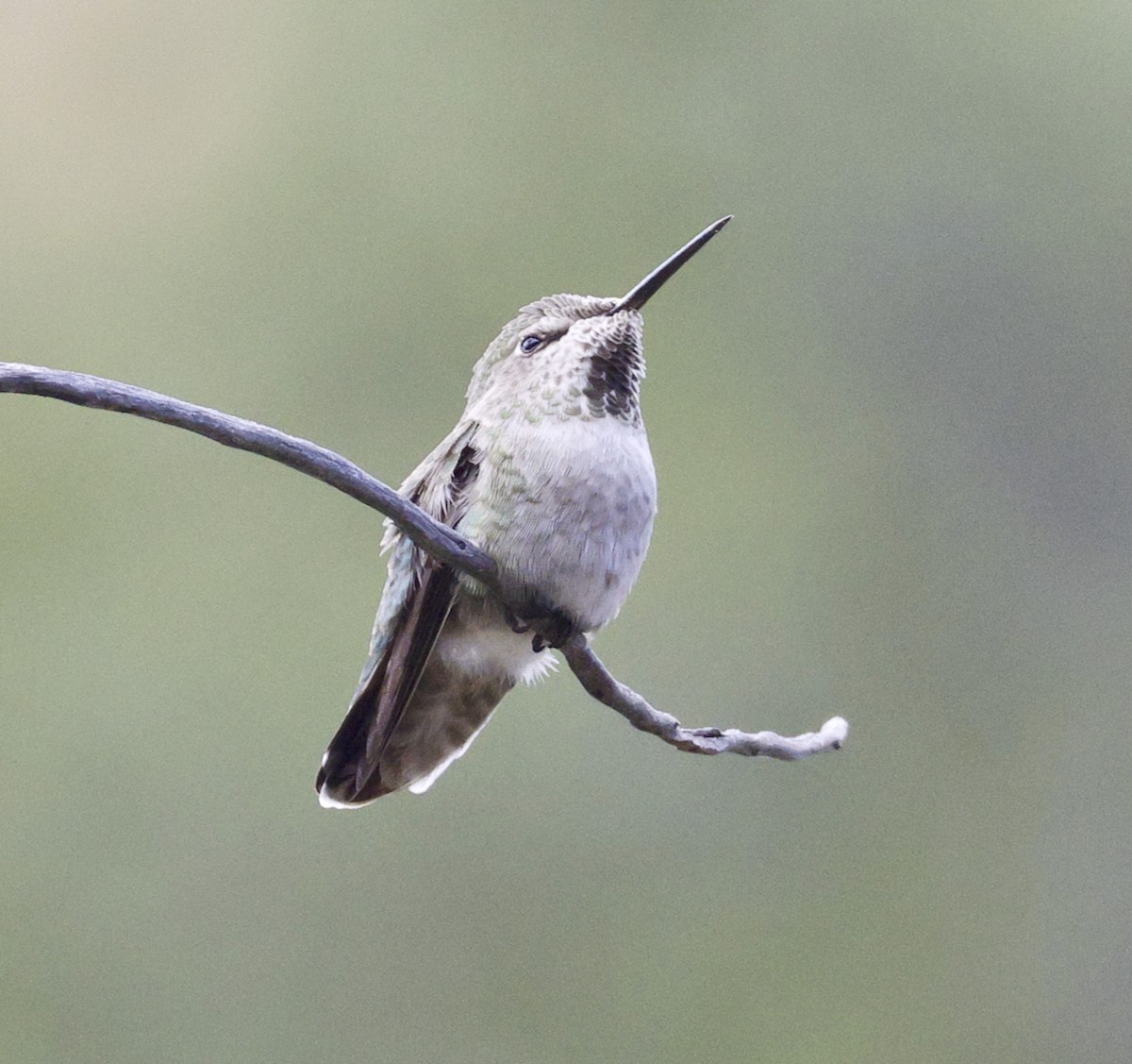 Anna's Hummingbird - ML608681184
