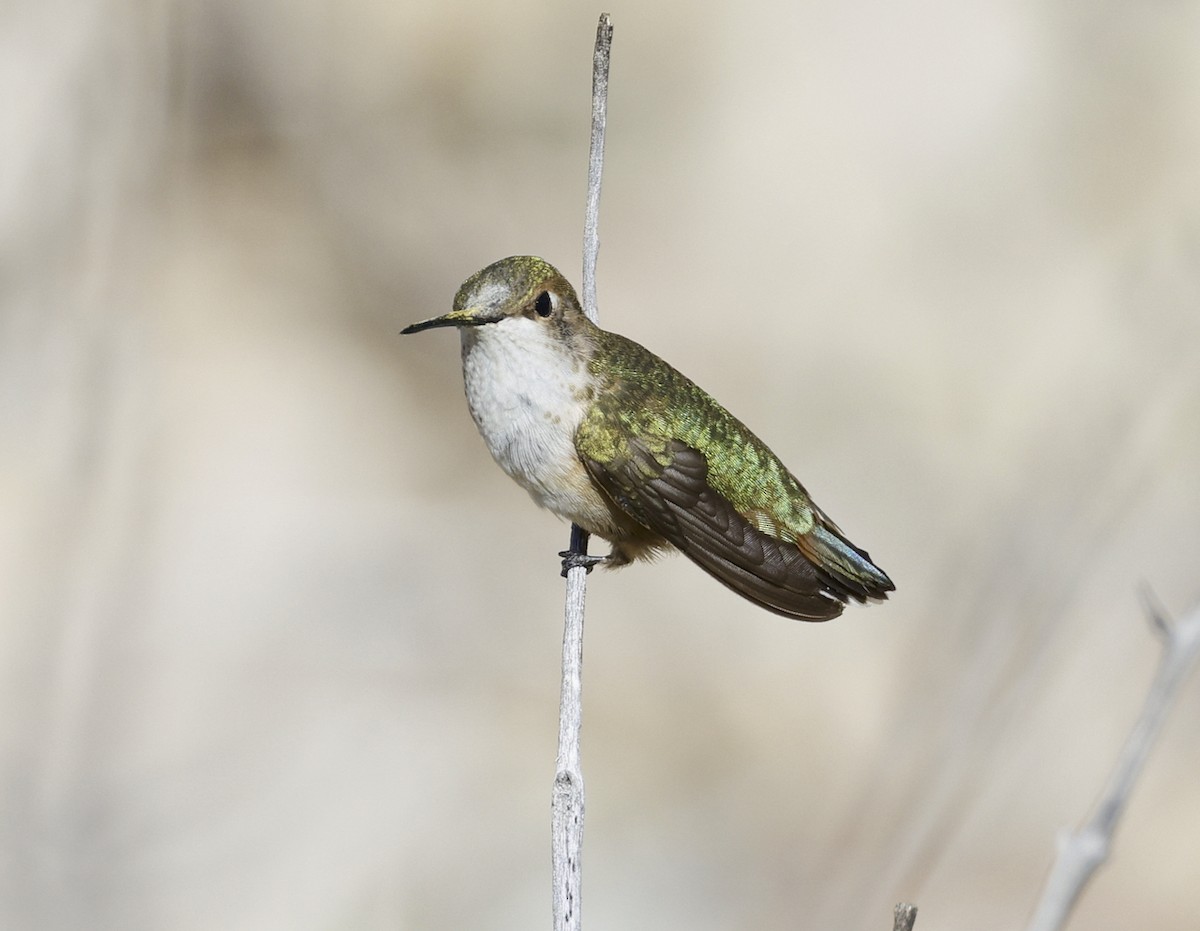Rufous Hummingbird - ML608681192