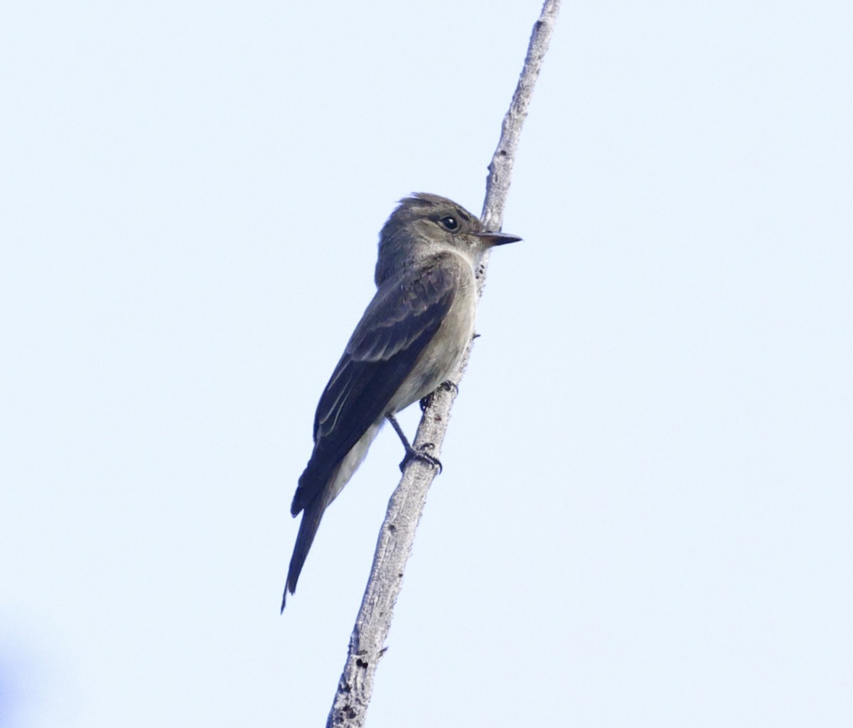 Western Wood-Pewee - ML608681212