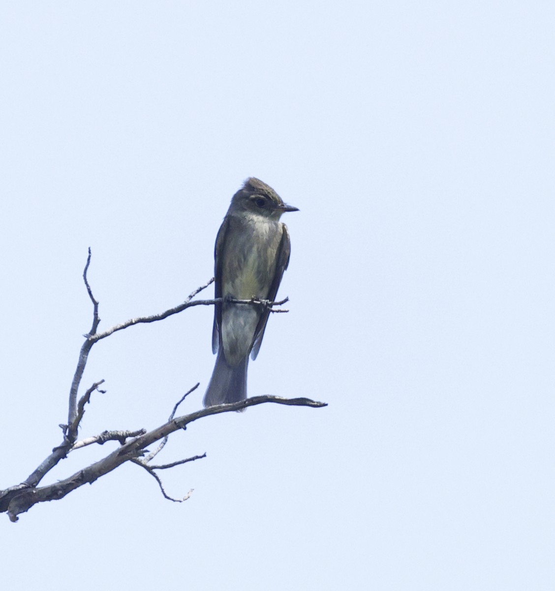 Western Wood-Pewee - ML608681213