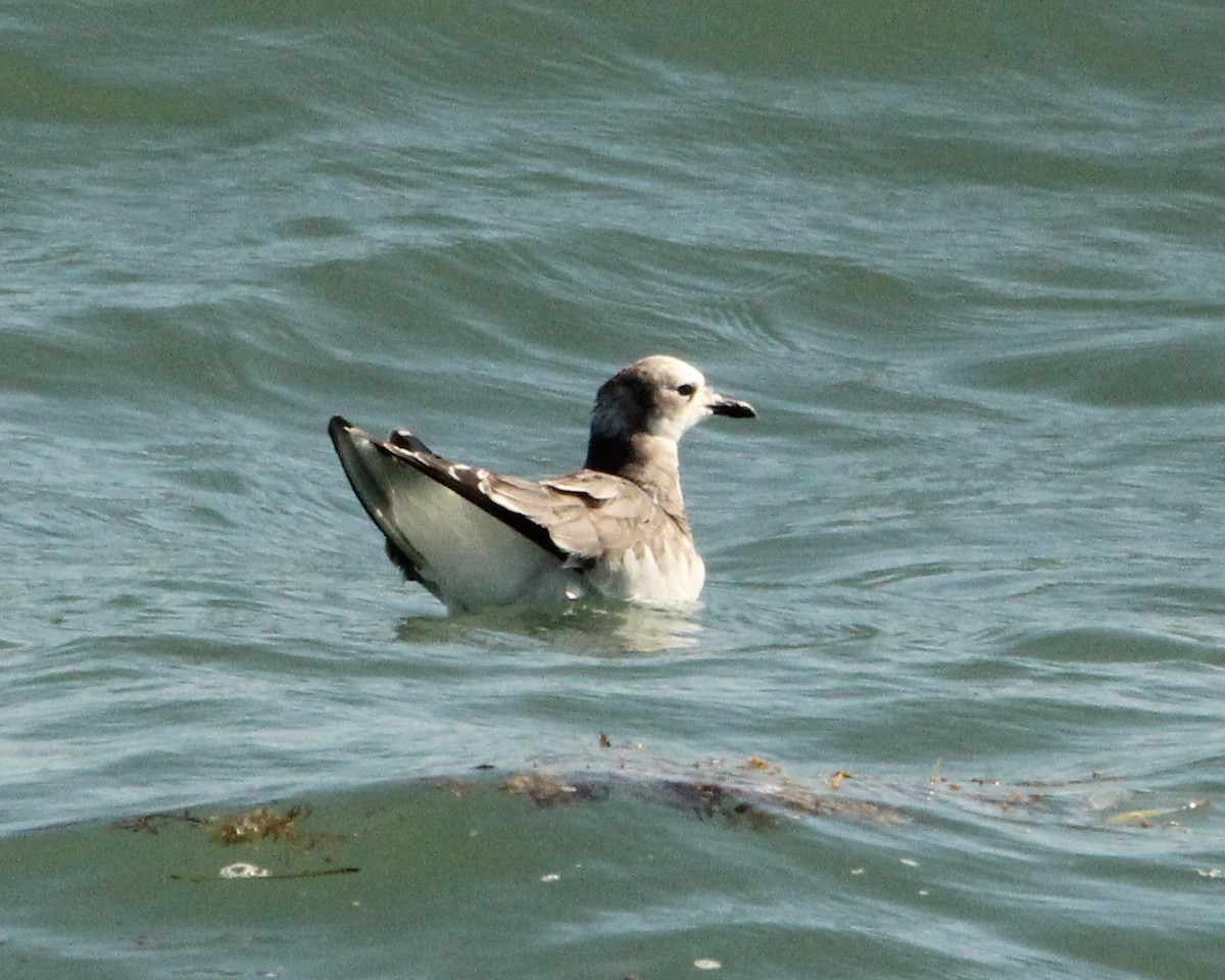 Sabine's Gull - ML608681218