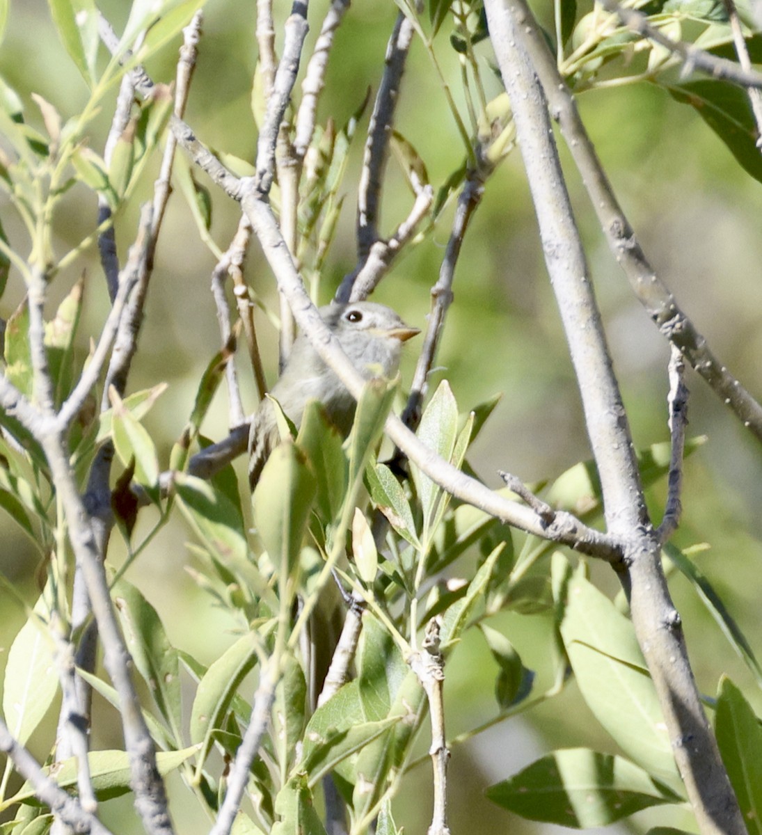 Hammond's Flycatcher - ML608681222