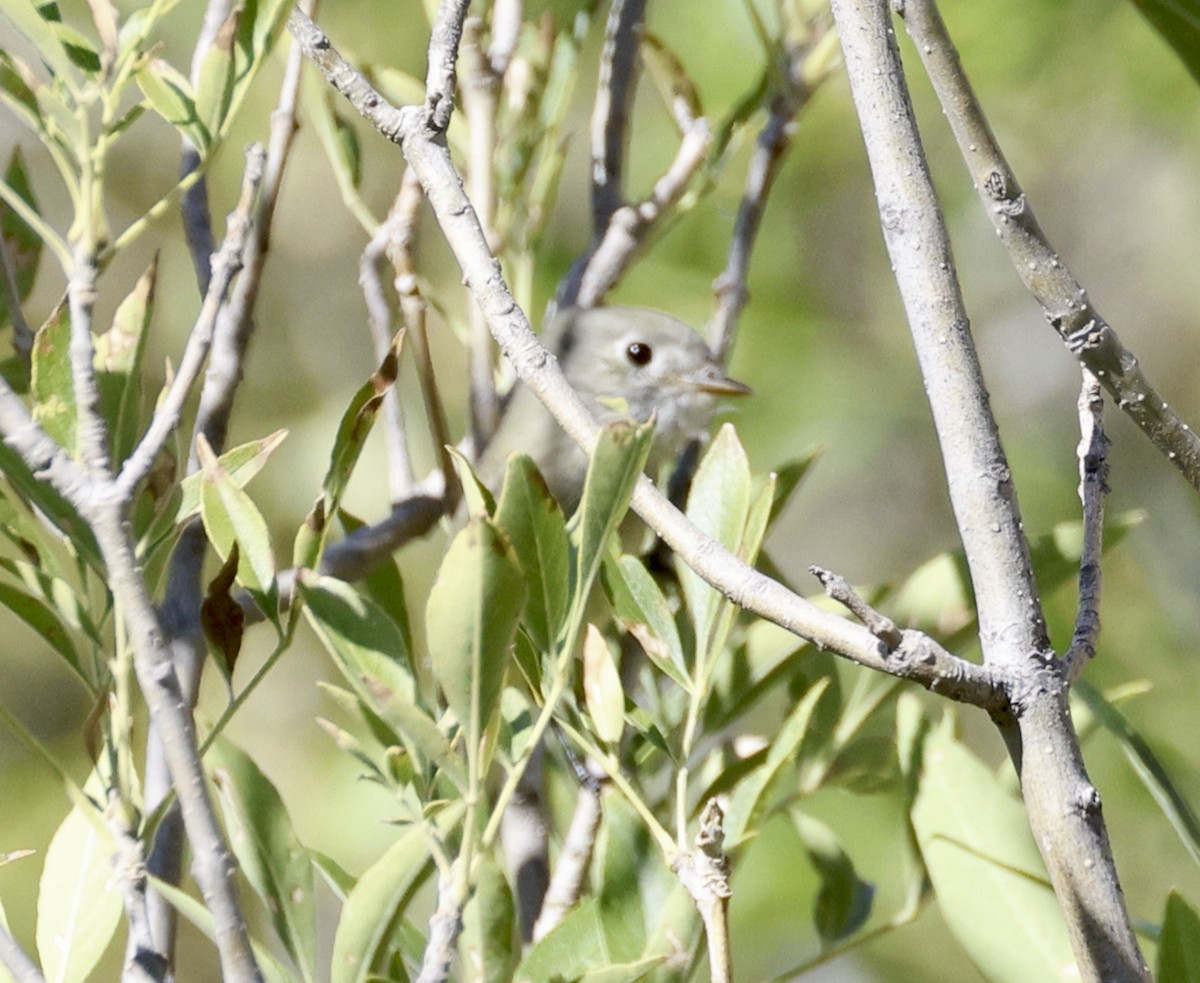 Hammond's Flycatcher - ML608681223