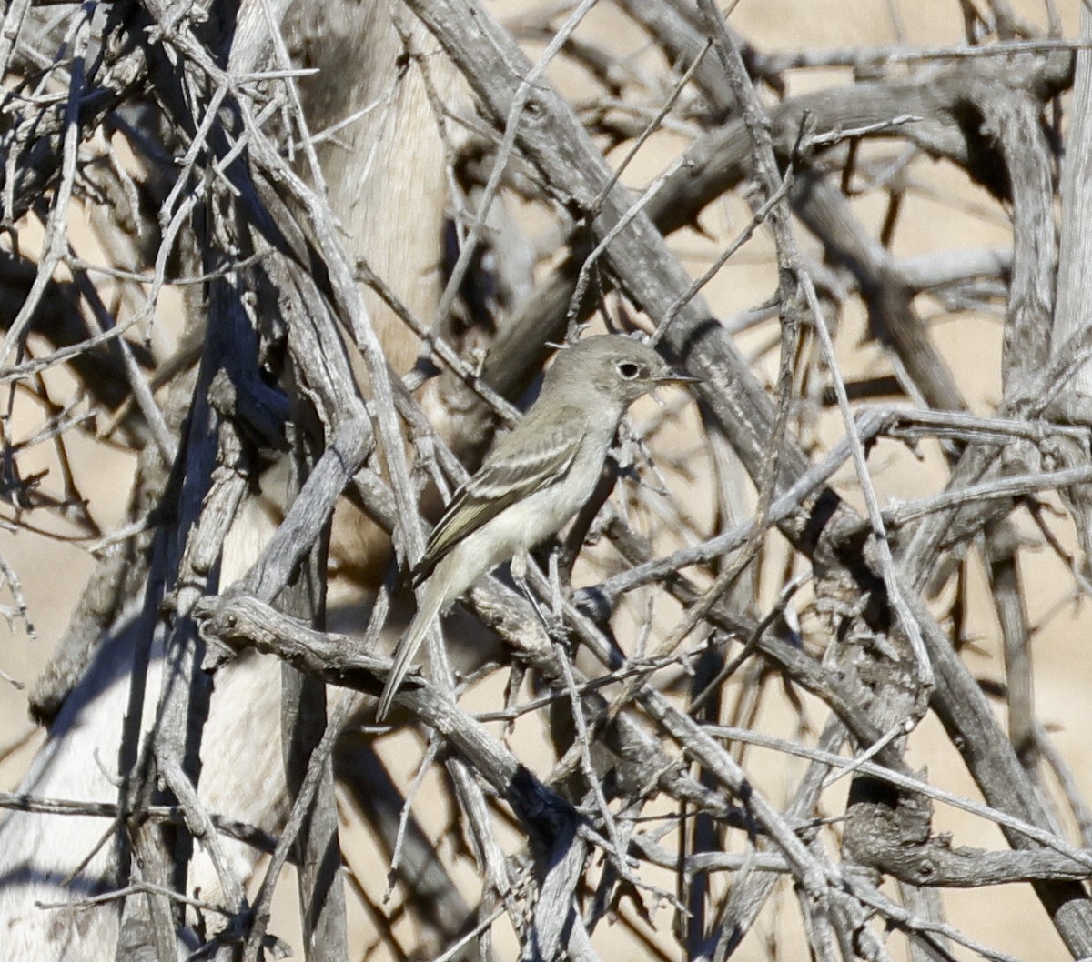 Gray Flycatcher - ML608681228