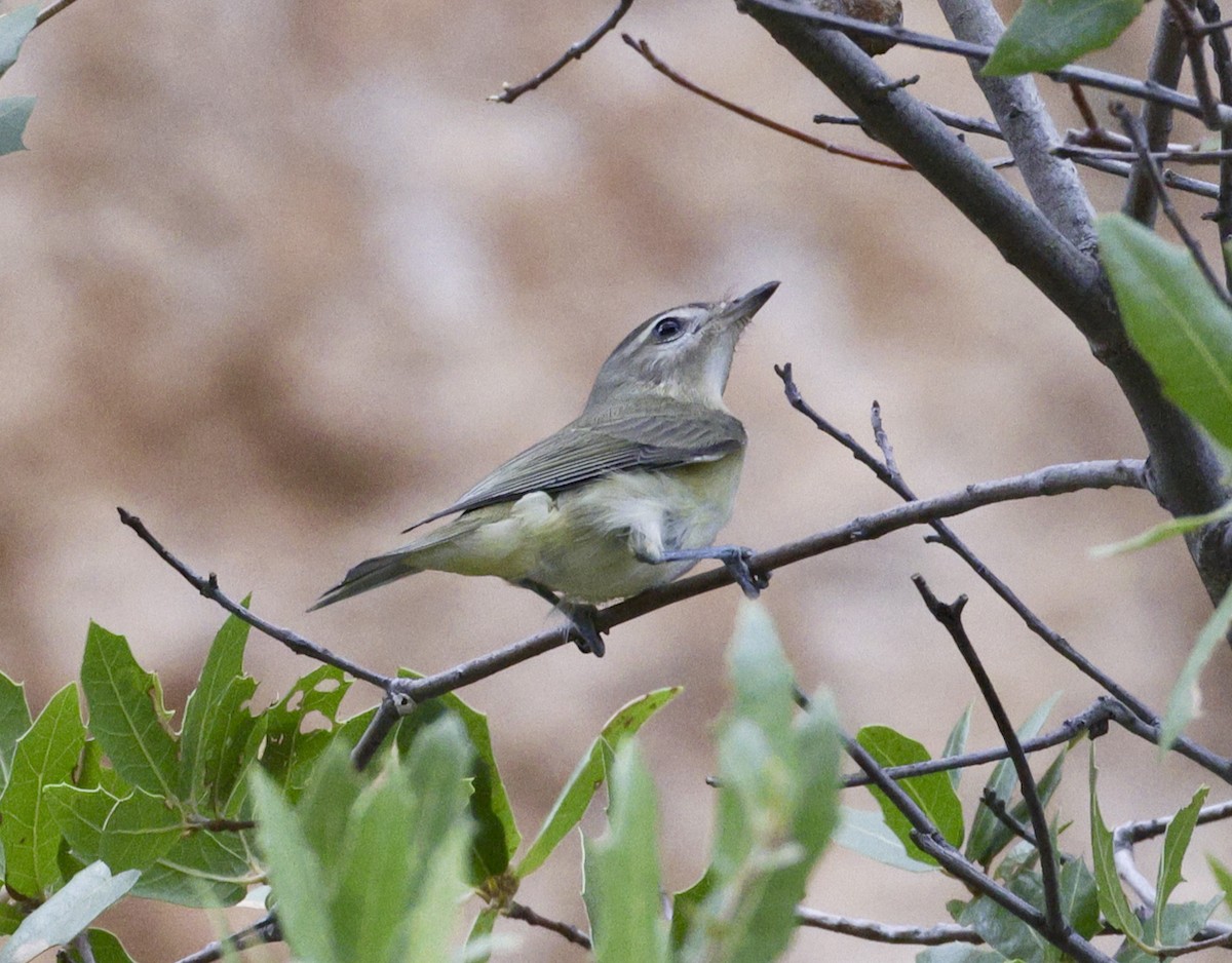 Warbling Vireo - ML608681261