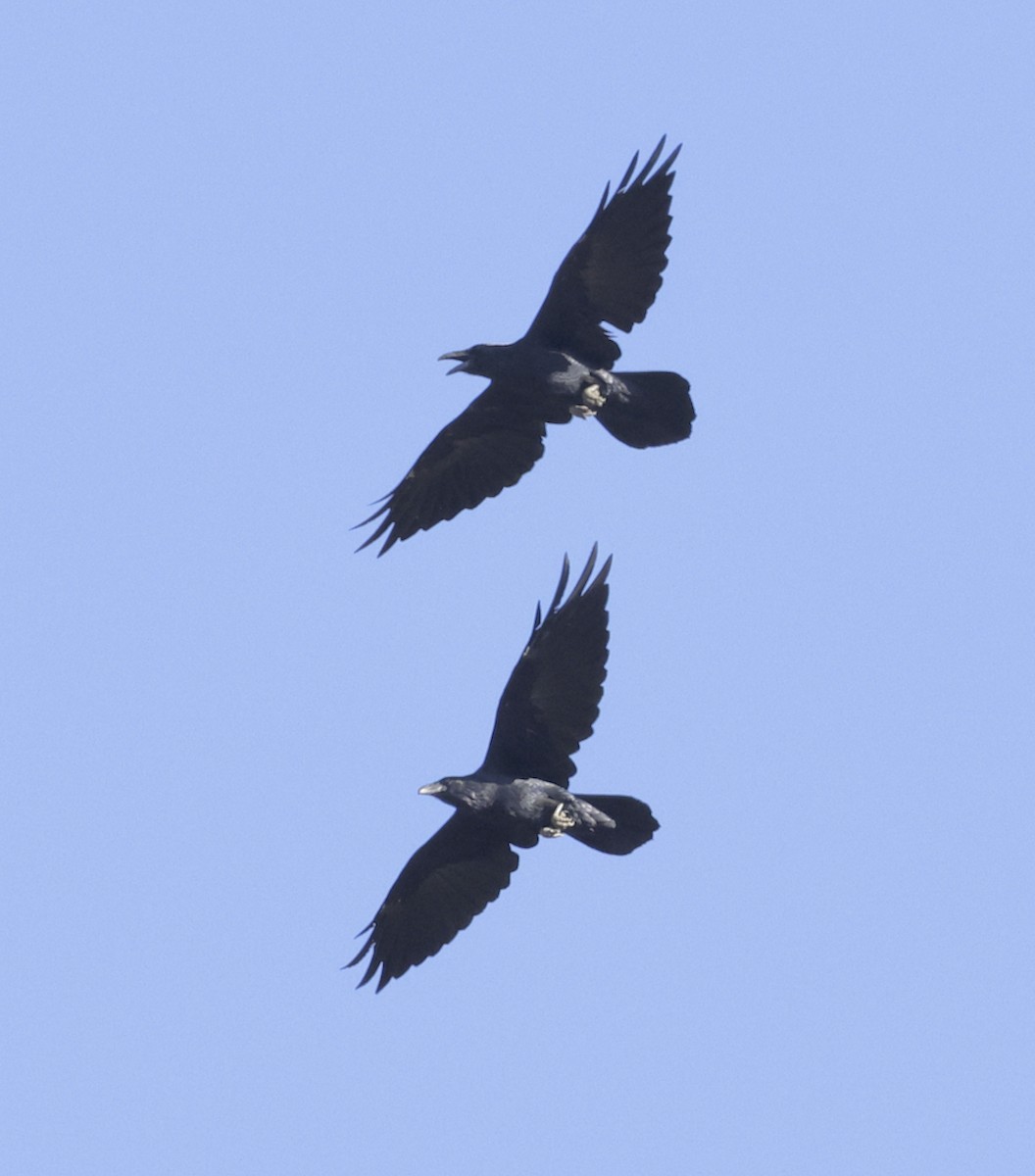 Common Raven - ML608681268