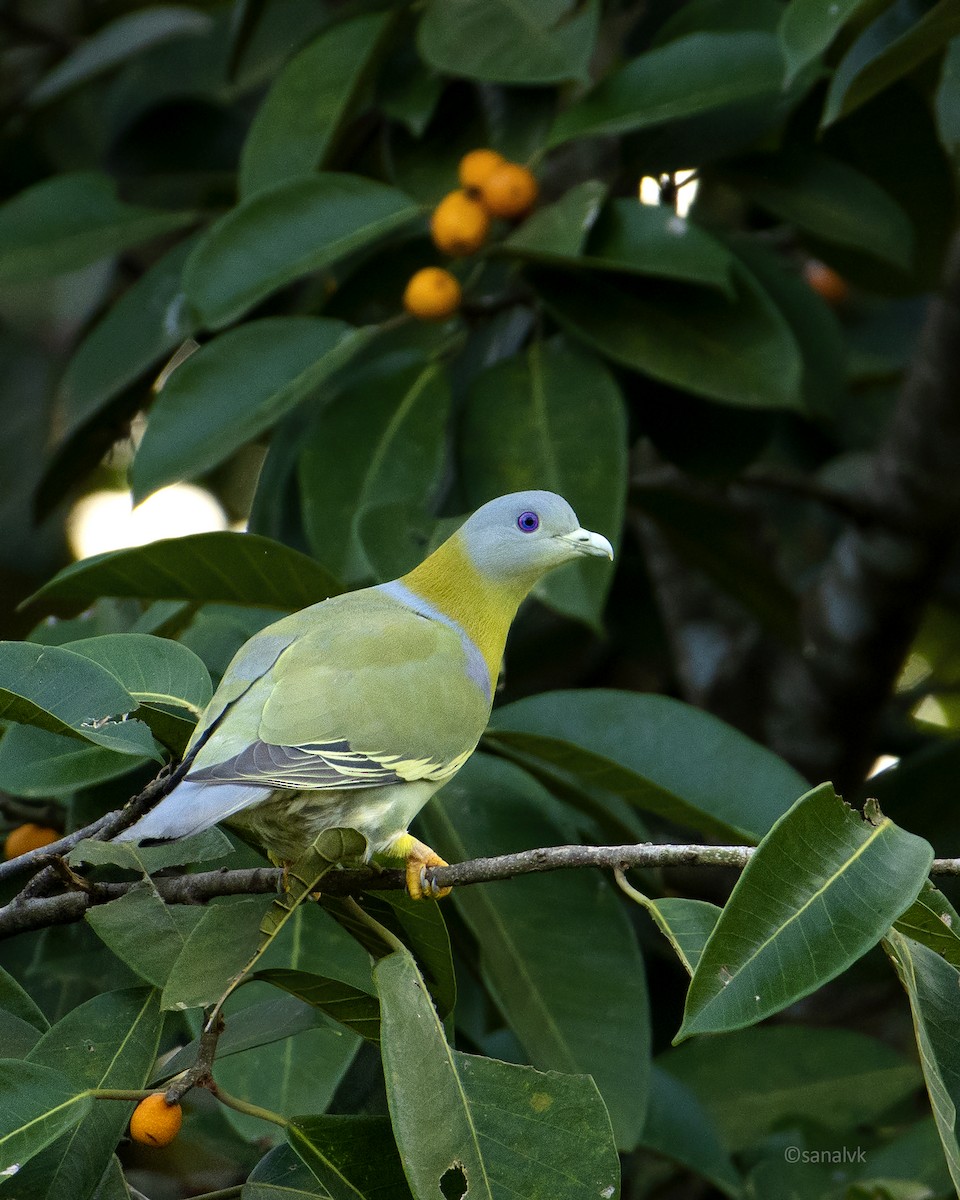 Yellow-footed Green-Pigeon - ML608681420
