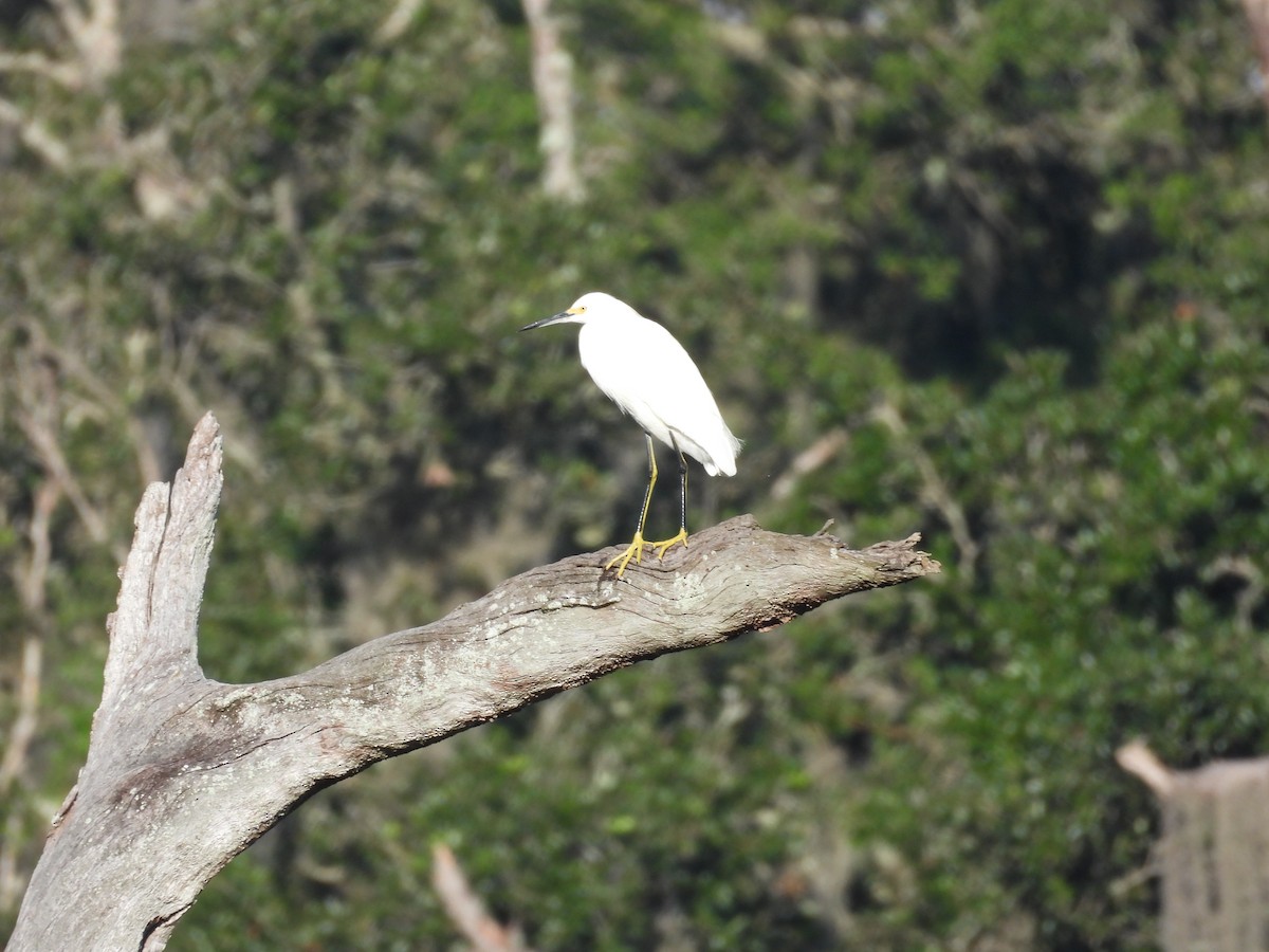 Snowy Egret - ML608681480