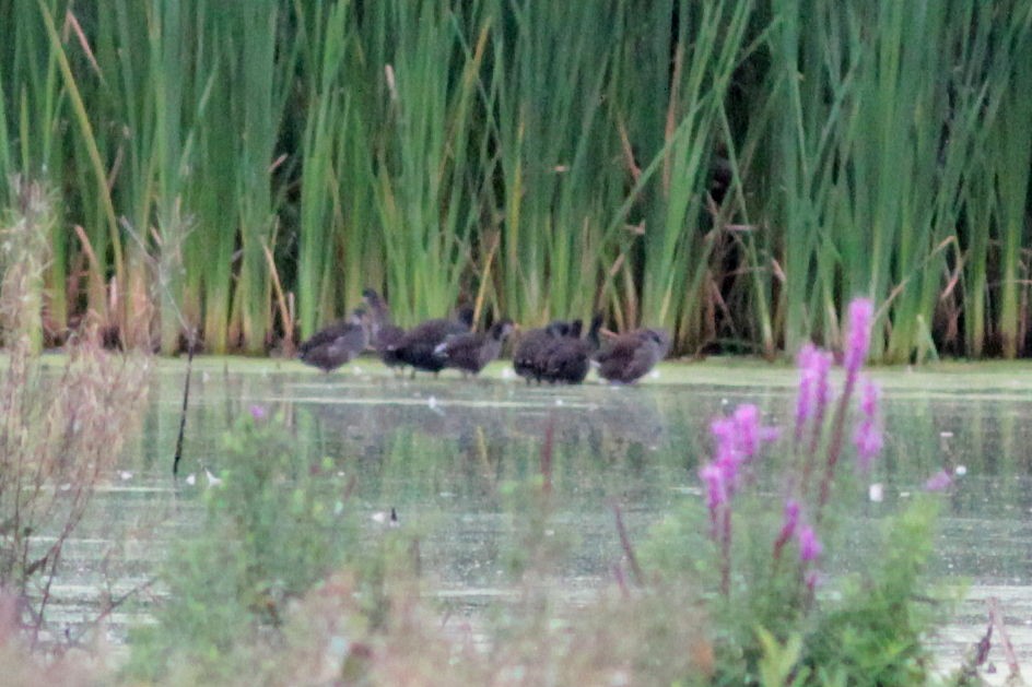 Common Gallinule - ML608681482