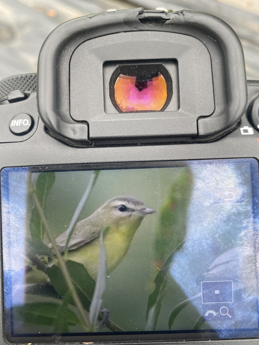 Philadelphia Vireo - Brett Forsyth