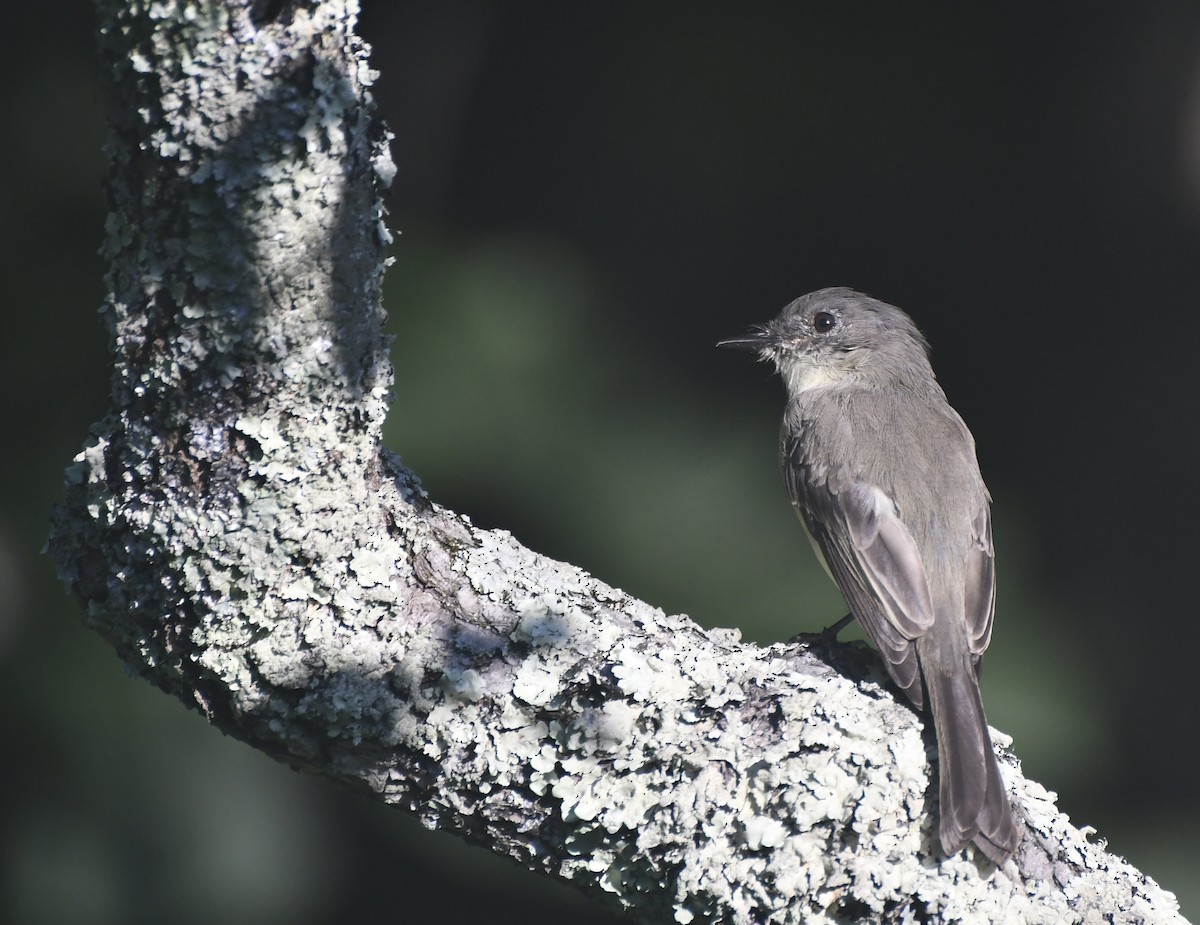 Eastern Phoebe - ML608681509