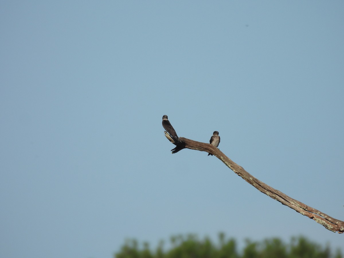 Purple Martin - ML608681534