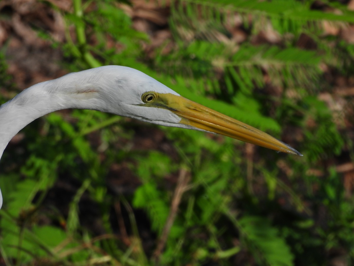 Great Egret - ML608681605