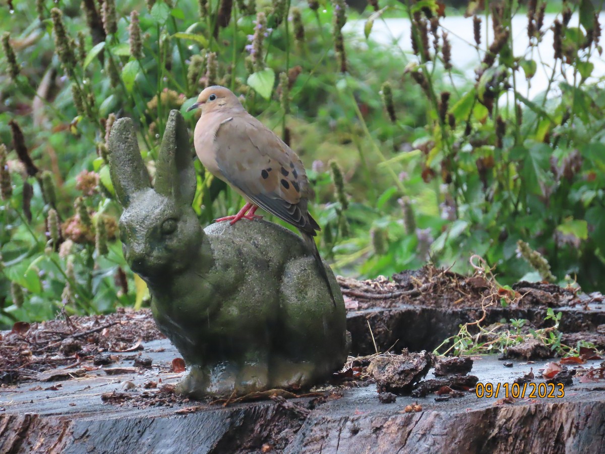 Mourning Dove - Lelia Bentley