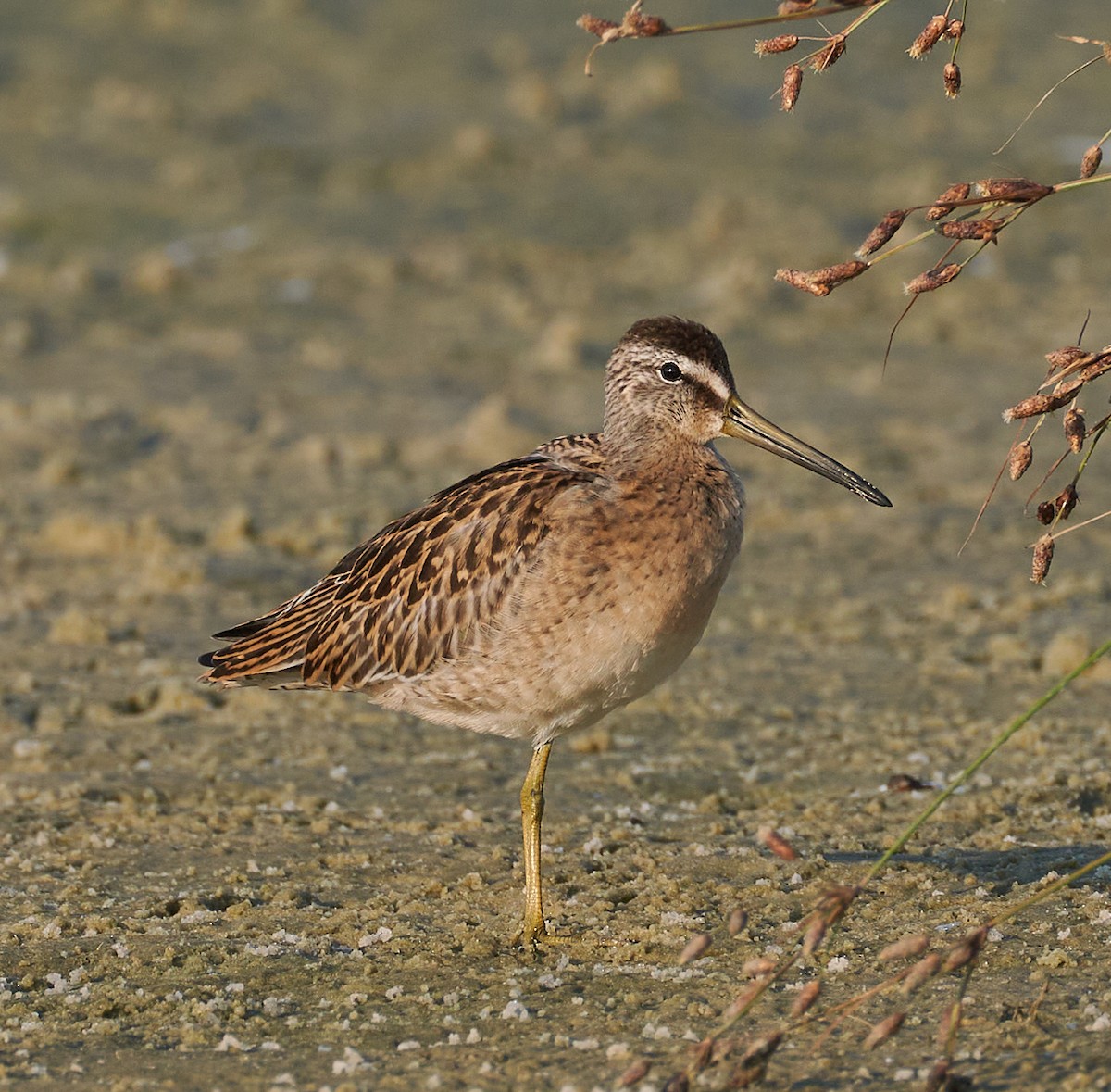 Short-billed Dowitcher - ML608681674