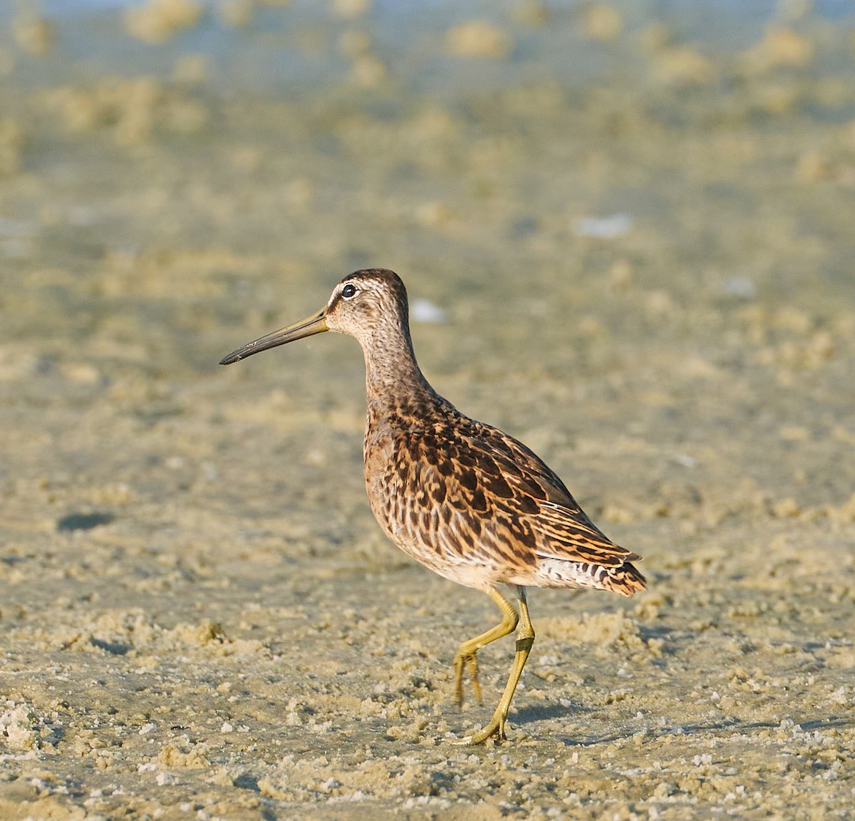 Short-billed Dowitcher - ML608681675