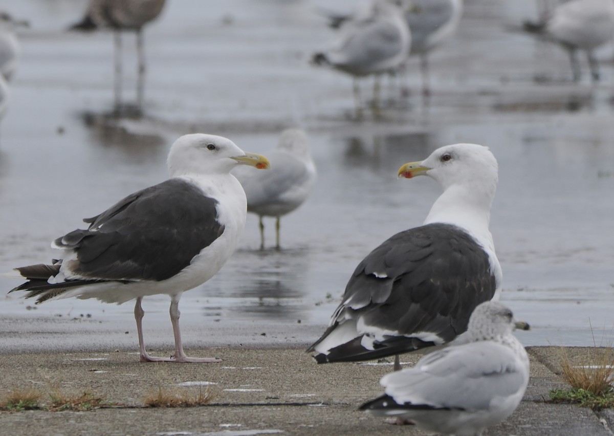 Great Black-backed Gull - ML608681699