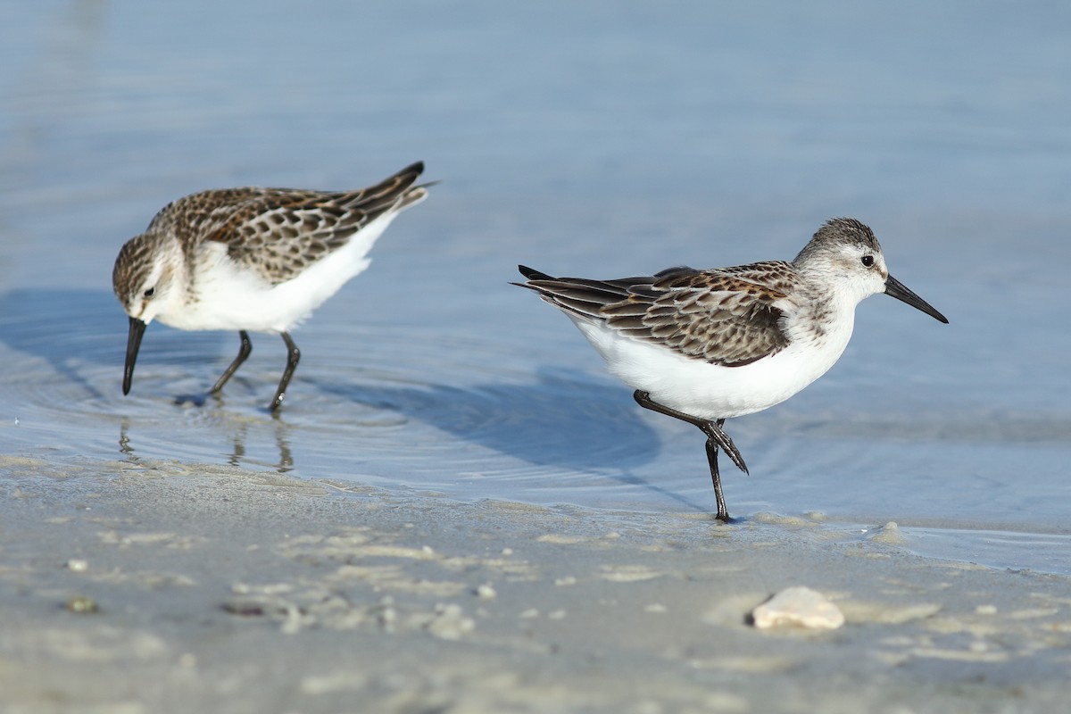 Western Sandpiper - Vince Capp