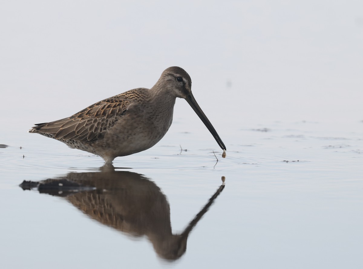 Long-billed Dowitcher - ML608681828