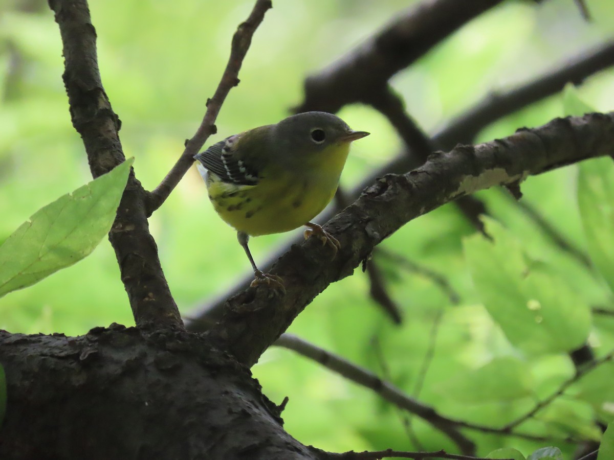 Magnolia Warbler - ML608681833