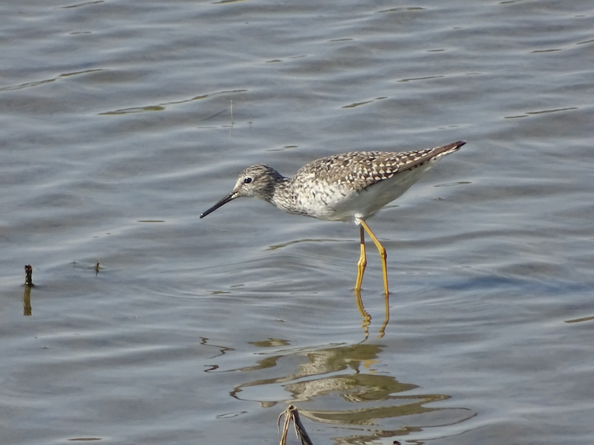 Lesser Yellowlegs - ML608681842