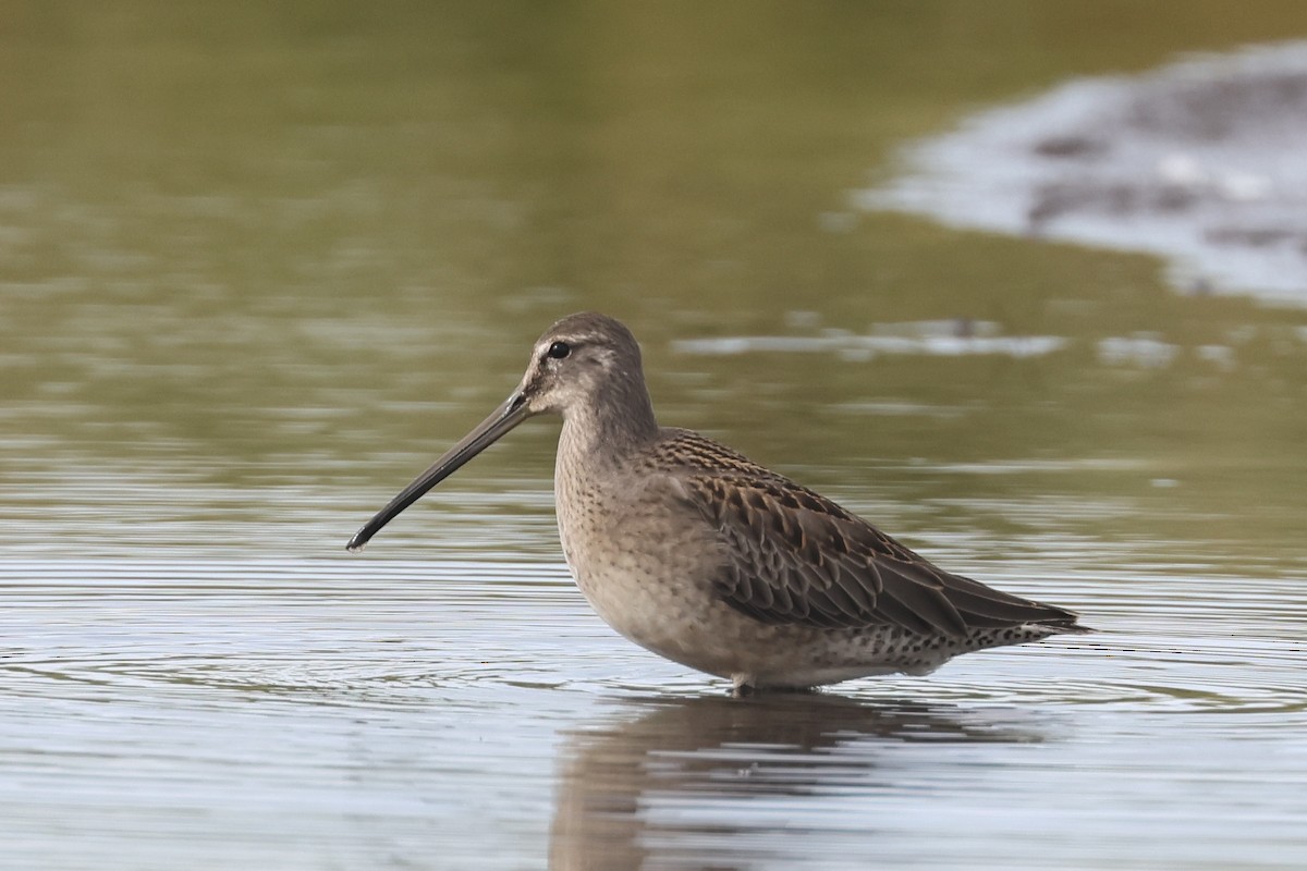 Long-billed Dowitcher - ML608682110