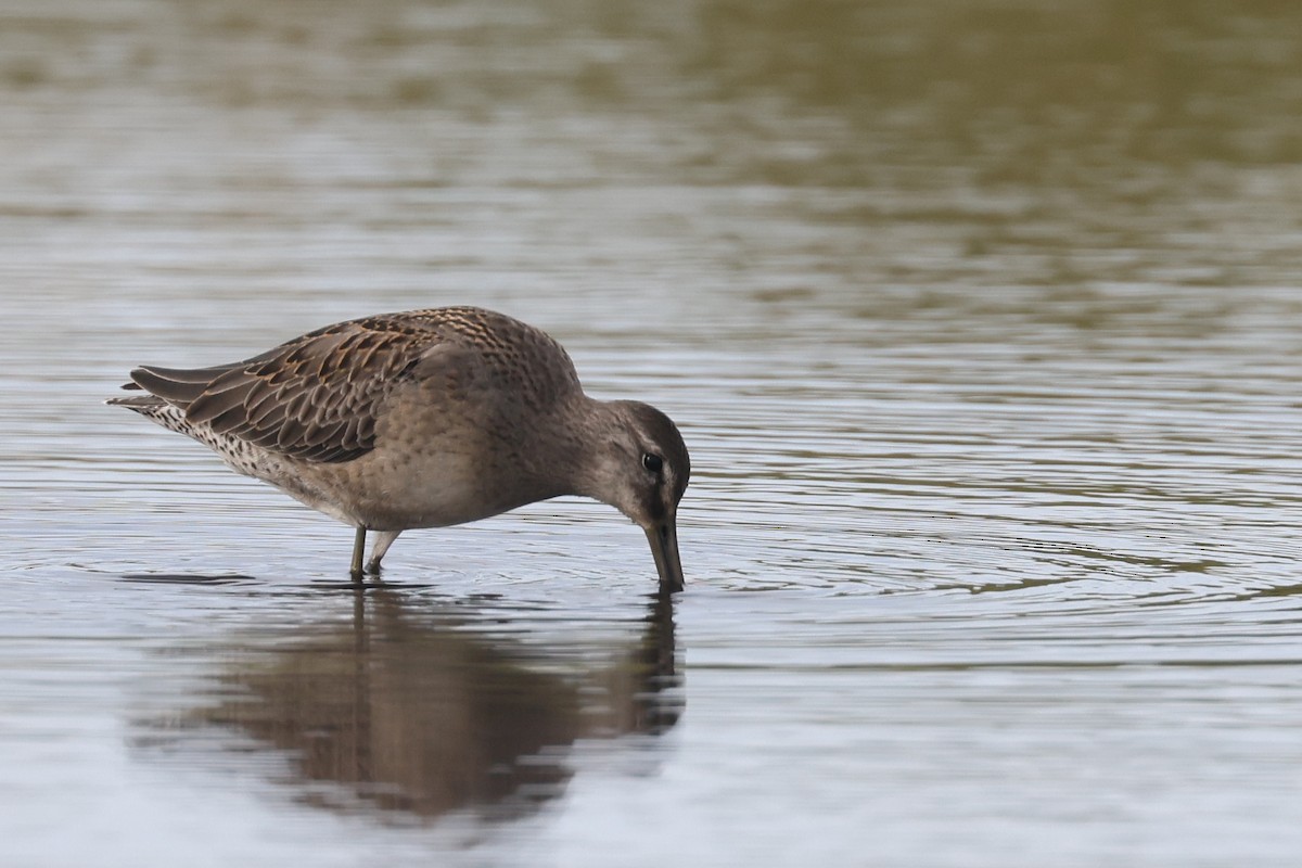 Long-billed Dowitcher - ML608682111