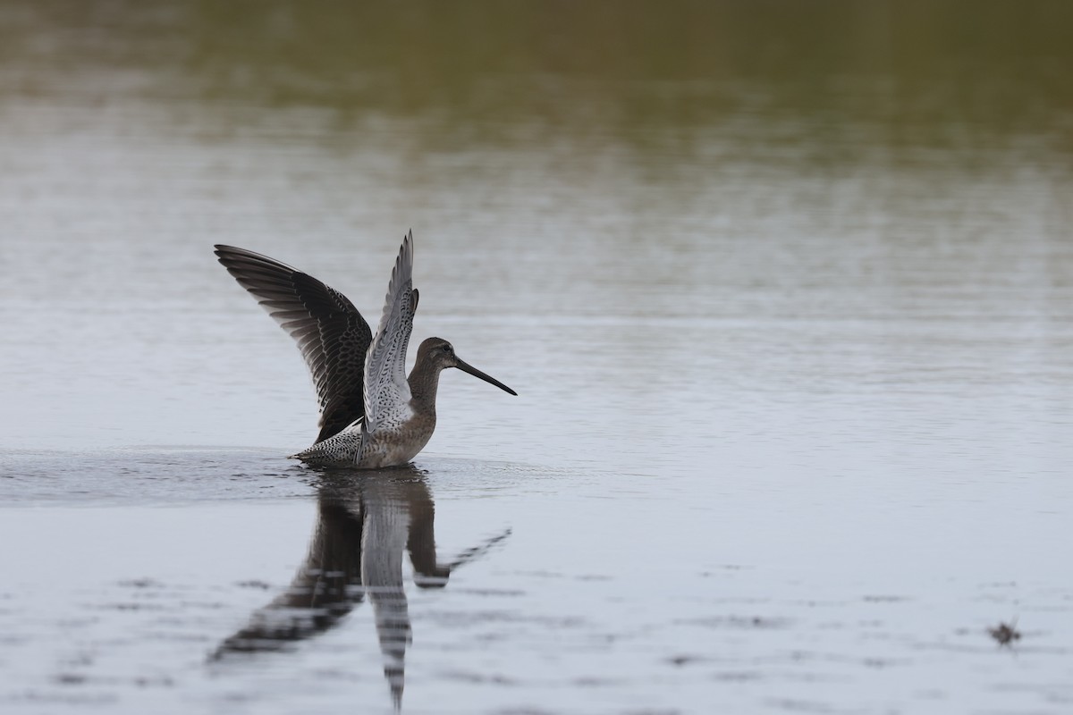 Long-billed Dowitcher - ML608682117