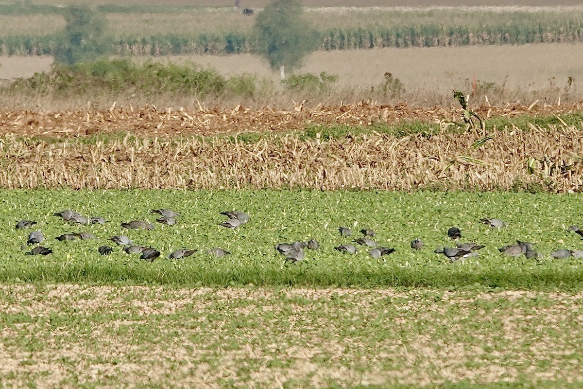 Stock Dove - ML608682162