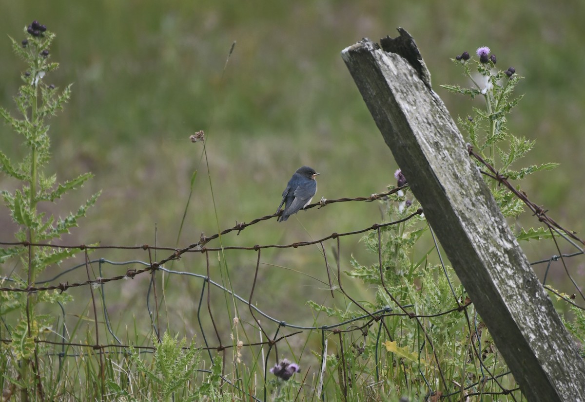 Barn Swallow - Adam Markham